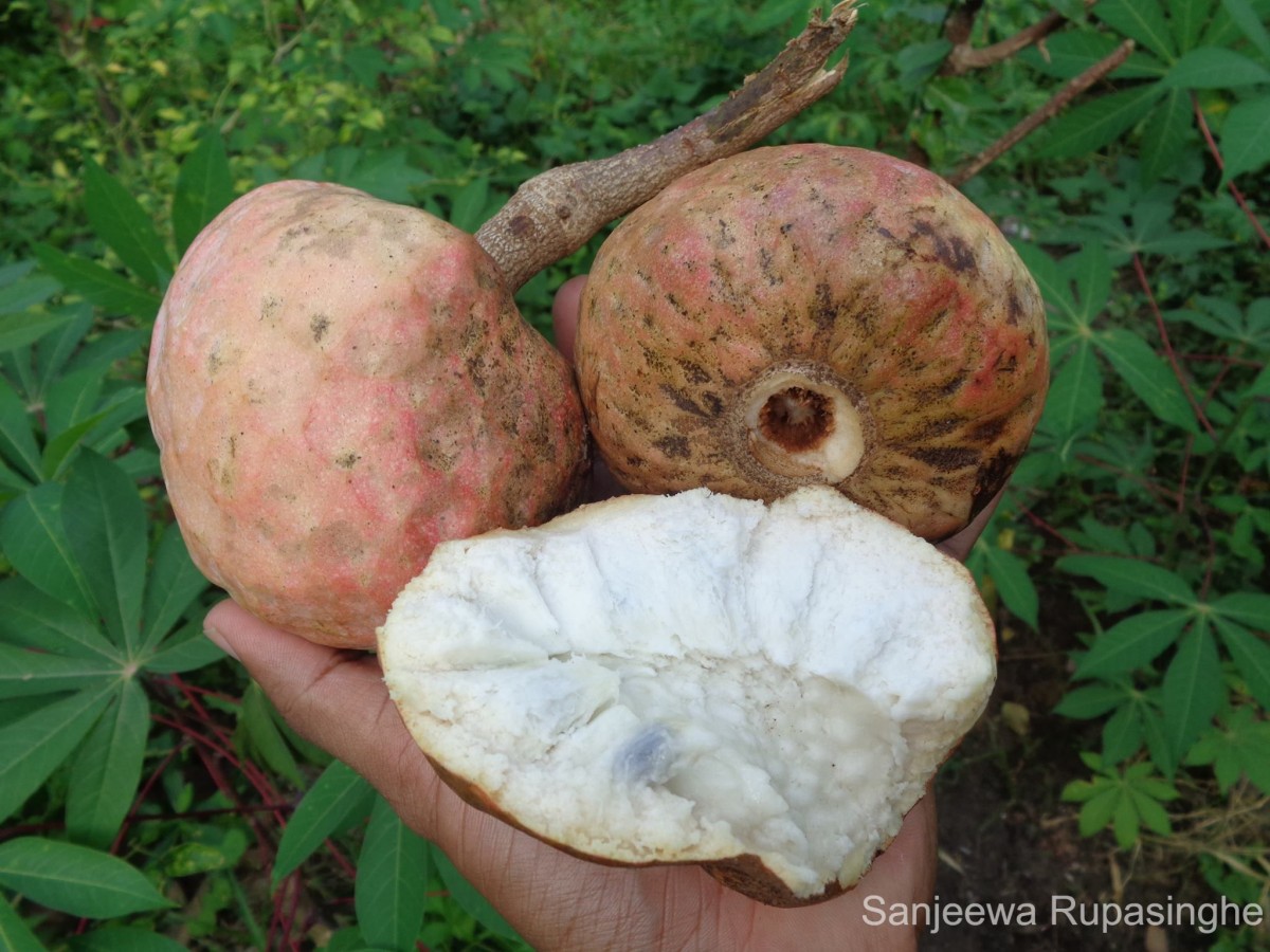 Annona reticulata L.